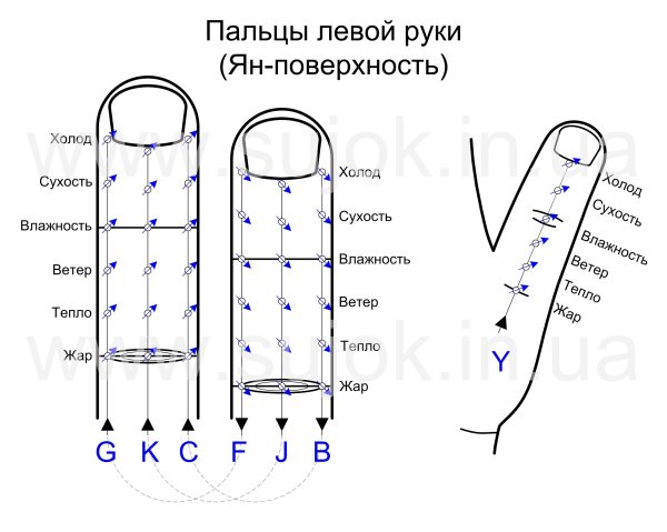 Бель-меридианы на пальцах кисти (ЯН-поверхность)