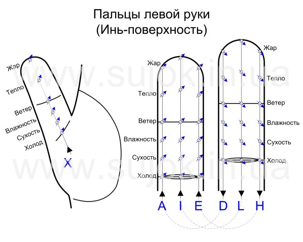 Бель-меридианы на пальцах кисти (ИНЬ-поверхность)