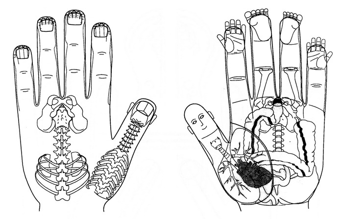 Су Джок. Стандартная система соответствия телу (на левой кисти)