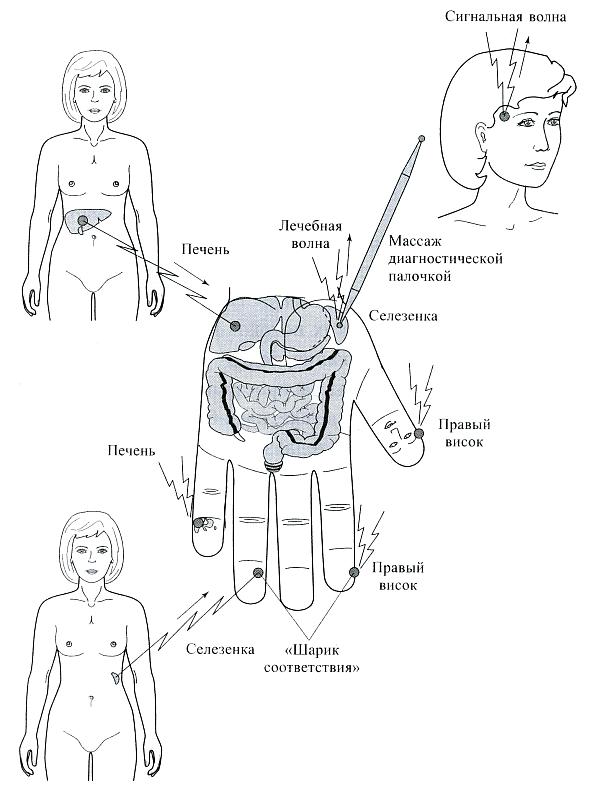 Су Джок. Кисть как пульт дистанционного управления телом