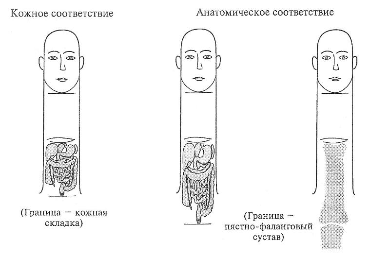 Су Джок. Два варианта проекции органов брюшной полости в системе НАСЕКОМОГО