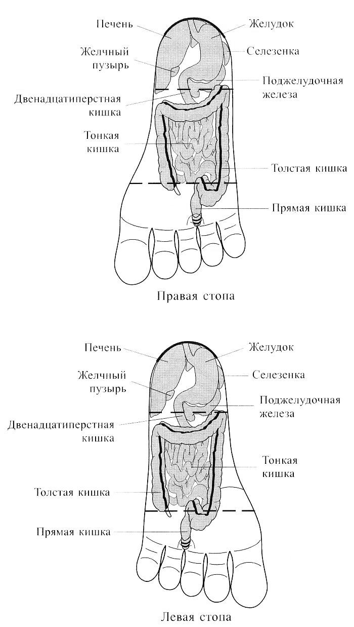 Су Джок. Соответствия органам брюшной полости на стопах Су Джок. Соответствия органам брюшной полости на стопах
