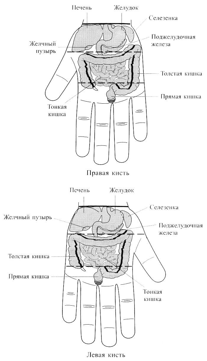 Су Джок. Соответствия органам брюшной полости на кистях Су Джок. Соответствия органам брюшной полости на кистях