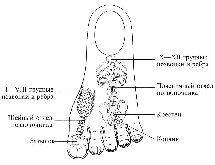 Су Джок. Соответствия позвоночнику, ребрам и тазовым костям на левой стопе Су Джок. Соответствия позвоночнику, ребрам и тазовым костям на левой стопе