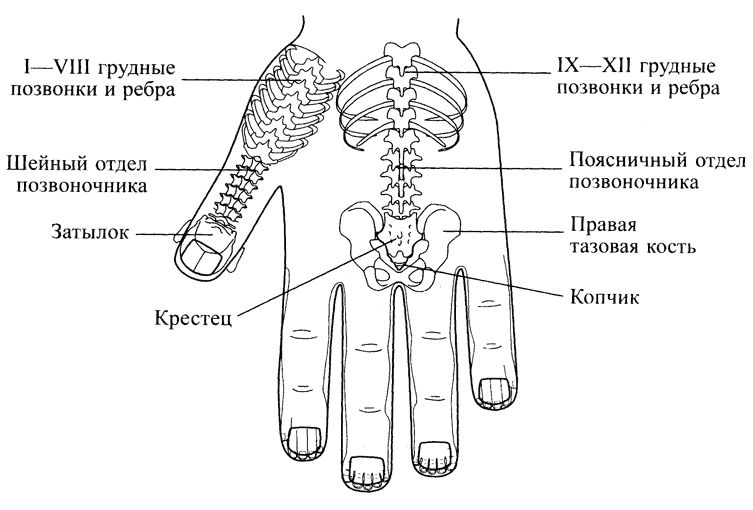 Су Джок. Соответствия позвоночнику, ребрам и тазовым костям на левой кисти Су Джок. Соответствия позвоночнику, ребрам и тазовым костям на левой кисти
