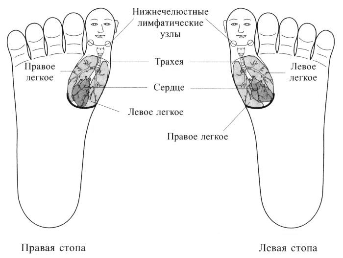 Су Джок. Соответствия органам шеи и грудной клетки на стопах Су Джок. Соответствия органам шеи и грудной клетки на стопах