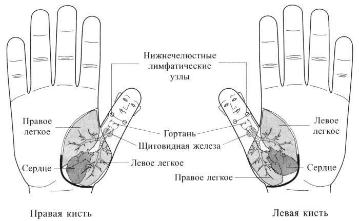 Су Джок. Соответствия органам шеи и грудной клетки на кистях Су Джок. Соответствия органам шеи и грудной клетки на кистях