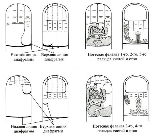 Су Джок. Мини-системы соответствия телу